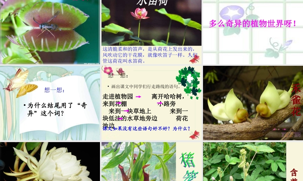 三年级语文下册 第4单元 15《奇异的植物世界》课件9 语文S版-语文S版小学三年级下册语文课件