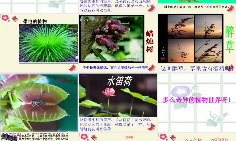 三年级语文下册 第4单元 15《奇异的植物世界》课件10 语文S版-语文S版小学三年级下册语文课件