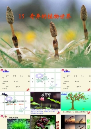 三年级语文下册 第4单元 15《奇异的植物世界》课件10 语文S版-语文S版小学三年级下册语文课件