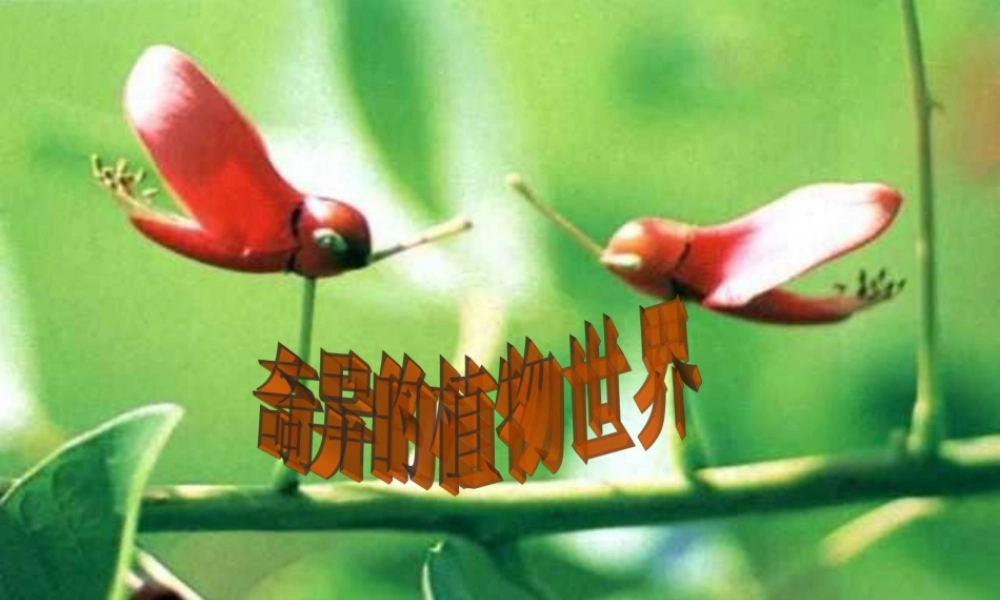 三年级语文下册 第4单元 15《奇异的植物世界》课件11 语文S版-语文S版小学三年级下册语文课件