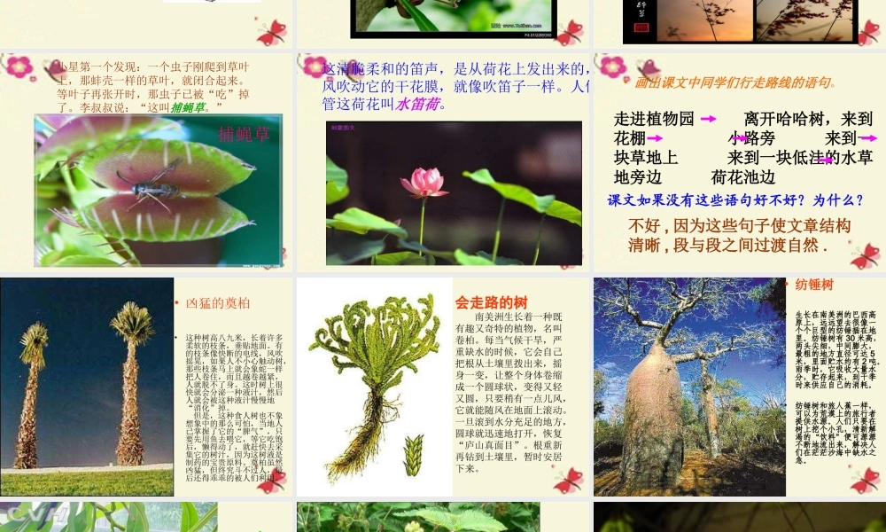 三年级语文下册 第4单元 15《奇异的植物世界》课件11 语文S版-语文S版小学三年级下册语文课件