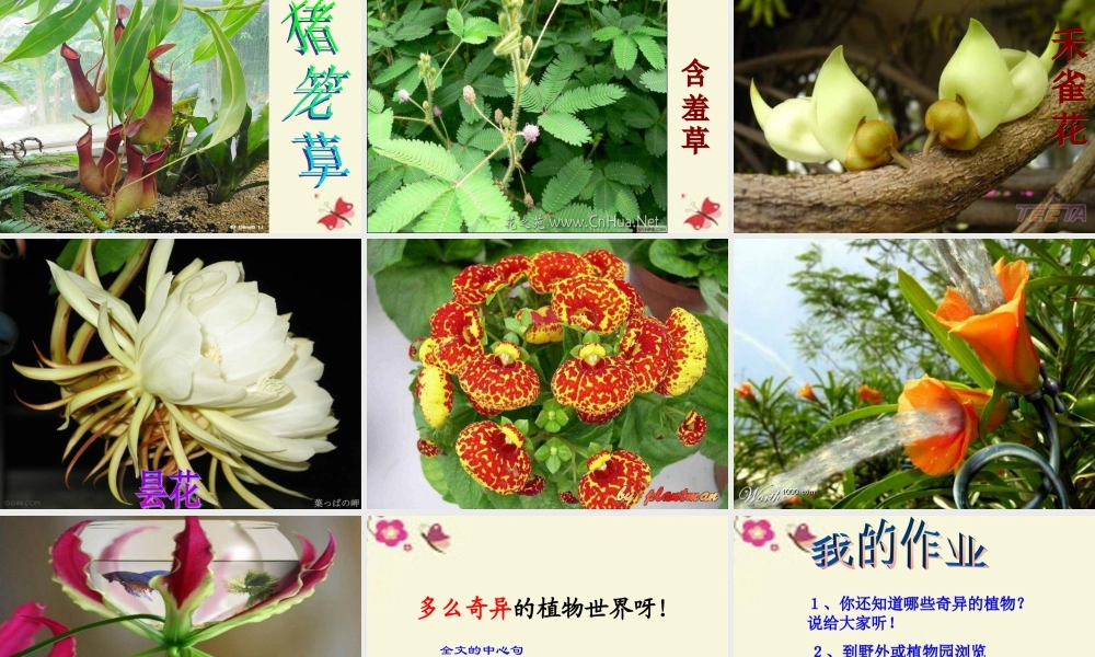 三年级语文下册 第4单元 15《奇异的植物世界》课件11 语文S版-语文S版小学三年级下册语文课件