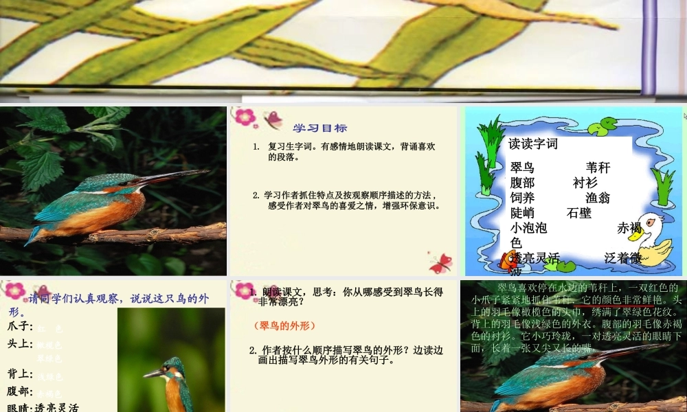 三年级语文下册 第2单元 5《翠鸟》课件1 语文S版-语文S版小学三年级下册语文课件