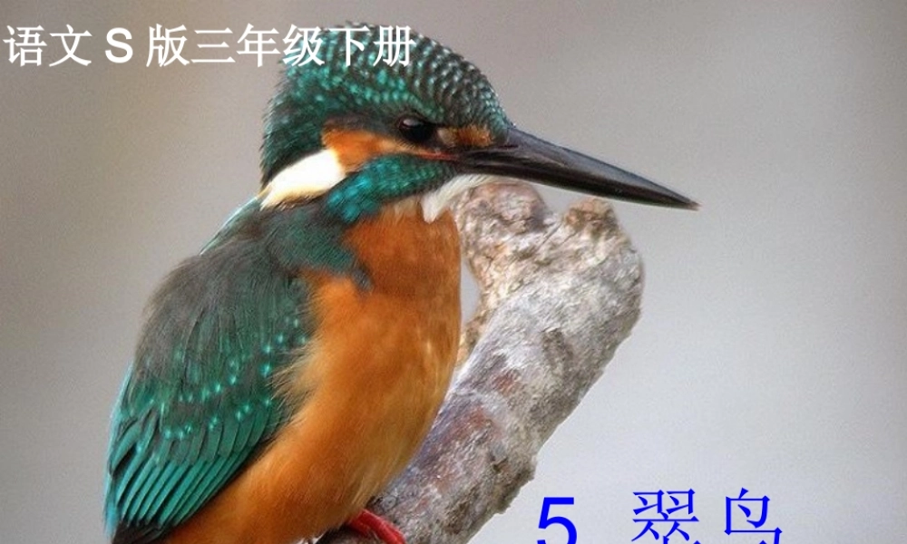 三年级语文下册 第2单元 5《翠鸟》课件4 语文S版-语文S版小学三年级下册语文课件