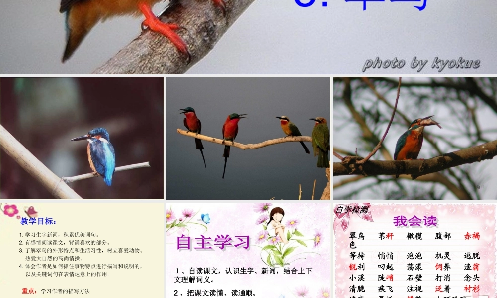 三年级语文下册 第2单元 5《翠鸟》课件4 语文S版-语文S版小学三年级下册语文课件