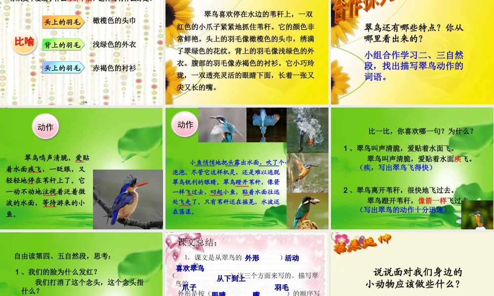 三年级语文下册 第2单元 5《翠鸟》课件4 语文S版-语文S版小学三年级下册语文课件