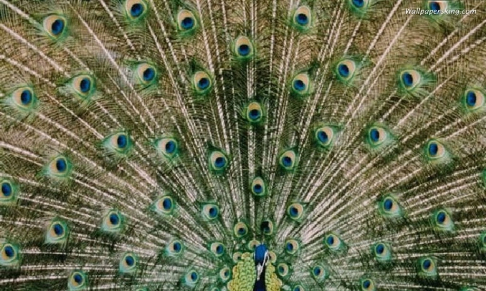 三年级语文下册 第2单元 5《翠鸟》课件5 语文S版-语文S版小学三年级下册语文课件