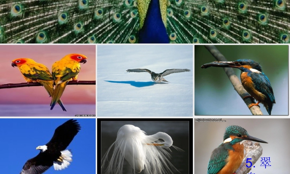 三年级语文下册 第2单元 5《翠鸟》课件5 语文S版-语文S版小学三年级下册语文课件