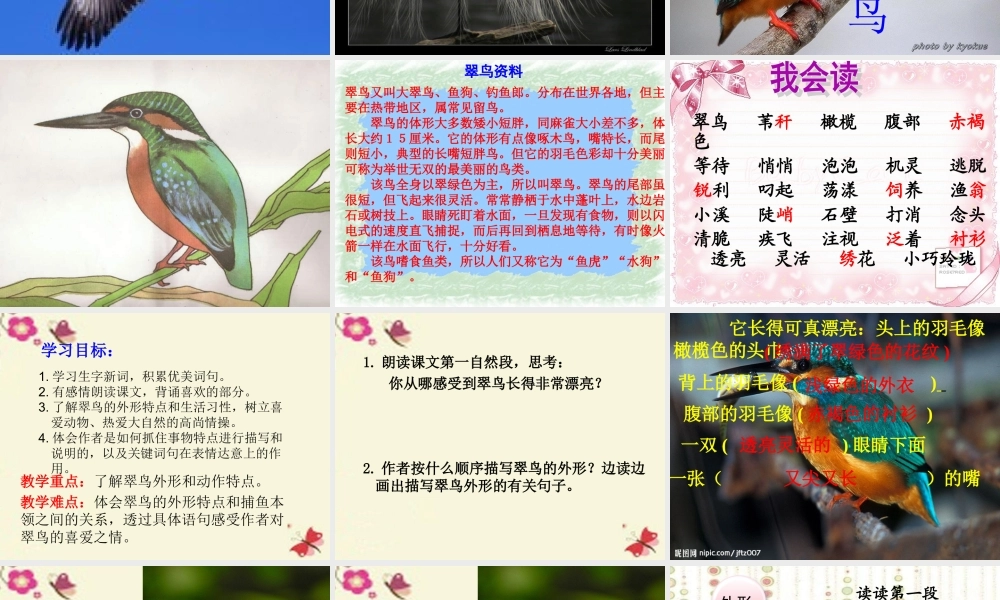 三年级语文下册 第2单元 5《翠鸟》课件5 语文S版-语文S版小学三年级下册语文课件
