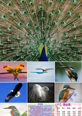 三年级语文下册 第2单元 5《翠鸟》课件5 语文S版-语文S版小学三年级下册语文课件