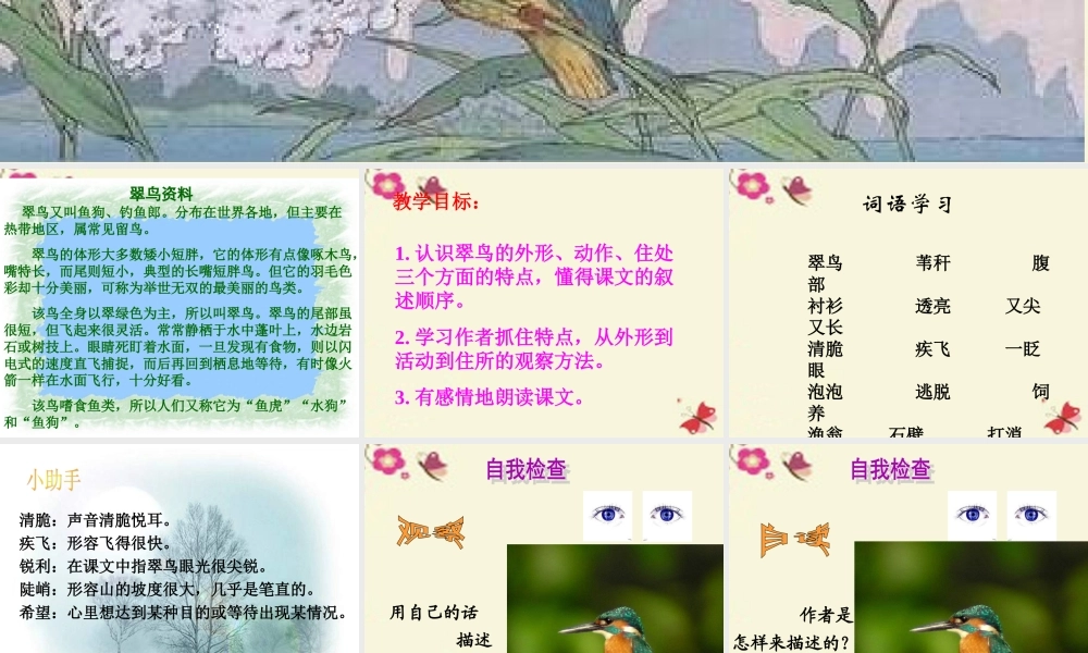 三年级语文下册 第2单元 5《翠鸟》课件8 语文S版-语文S版小学三年级下册语文课件