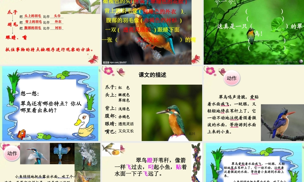 三年级语文下册 第2单元 5《翠鸟》课件8 语文S版-语文S版小学三年级下册语文课件
