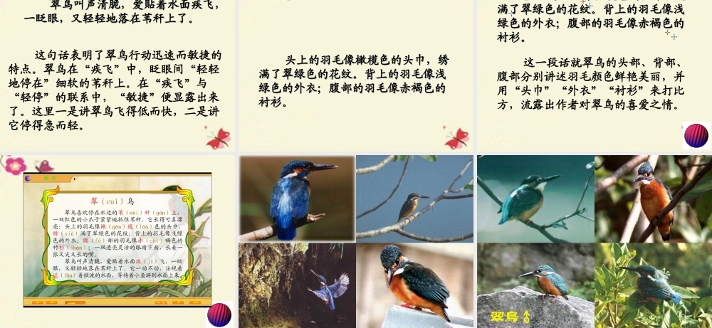 三年级语文下册 第2单元 5《翠鸟》课件10 语文S版-语文S版小学三年级下册语文课件