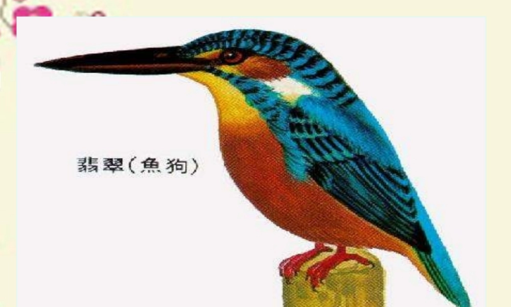 三年级语文下册 第2单元 5《翠鸟》课件11 语文S版-语文S版小学三年级下册语文课件