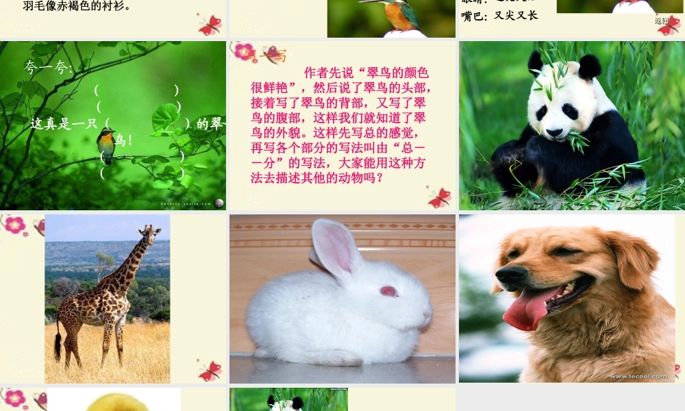 三年级语文下册 第2单元 5《翠鸟》课件11 语文S版-语文S版小学三年级下册语文课件