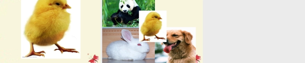 三年级语文下册 第2单元 5《翠鸟》课件11 语文S版-语文S版小学三年级下册语文课件