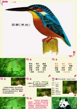 三年级语文下册 第2单元 5《翠鸟》课件11 语文S版-语文S版小学三年级下册语文课件