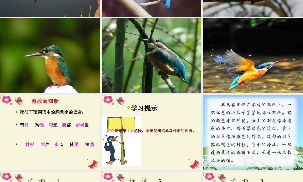 三年级语文下册 第2单元 5《翠鸟》课件12 语文S版-语文S版小学三年级下册语文课件