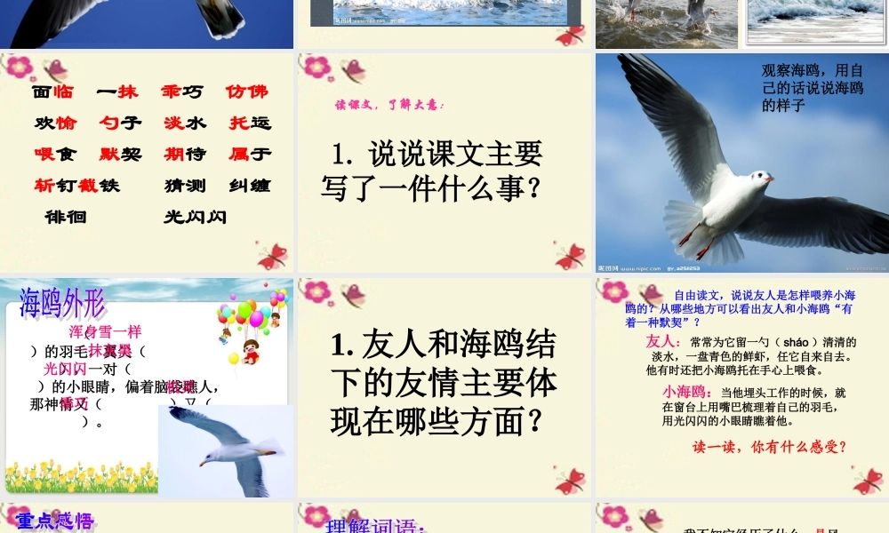 三年级语文下册 第2单元 6《飞吧，海鸥》课件2 语文S版-语文S版小学三年级下册语文课件