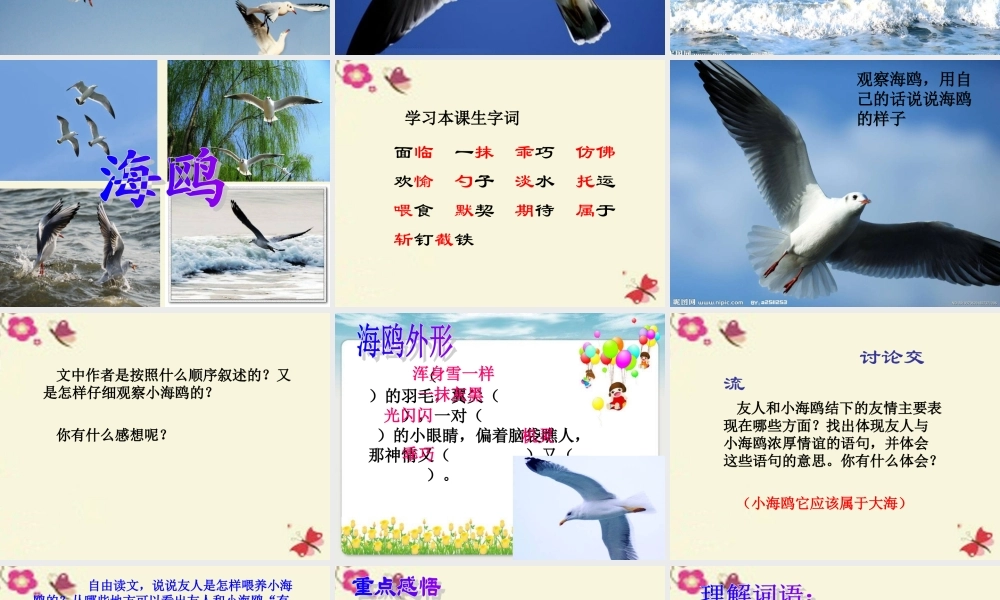 三年级语文下册 第2单元 6《飞吧，海鸥》课件3 语文S版-语文S版小学三年级下册语文课件