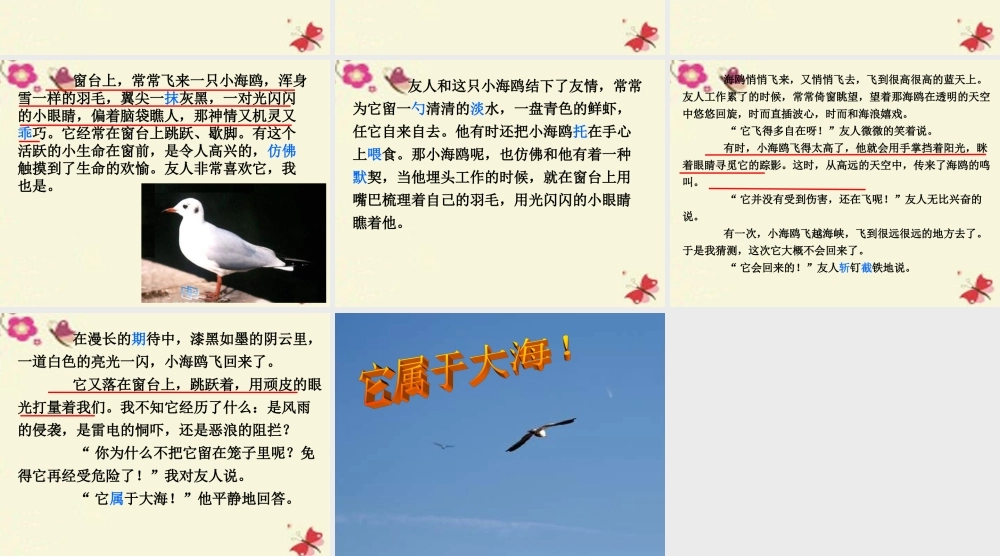 三年级语文下册 第2单元 6《飞吧，海鸥》课件5 语文S版-语文S版小学三年级下册语文课件