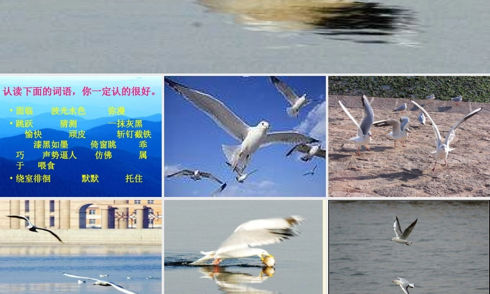 三年级语文下册 第2单元 6《飞吧，海鸥》课件6 语文S版-语文S版小学三年级下册语文课件