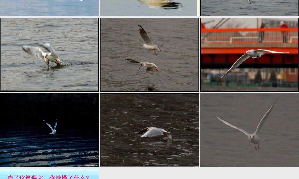 三年级语文下册 第2单元 6《飞吧，海鸥》课件6 语文S版-语文S版小学三年级下册语文课件