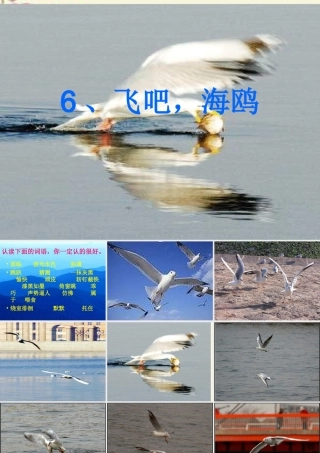 三年级语文下册 第2单元 6《飞吧，海鸥》课件6 语文S版-语文S版小学三年级下册语文课件