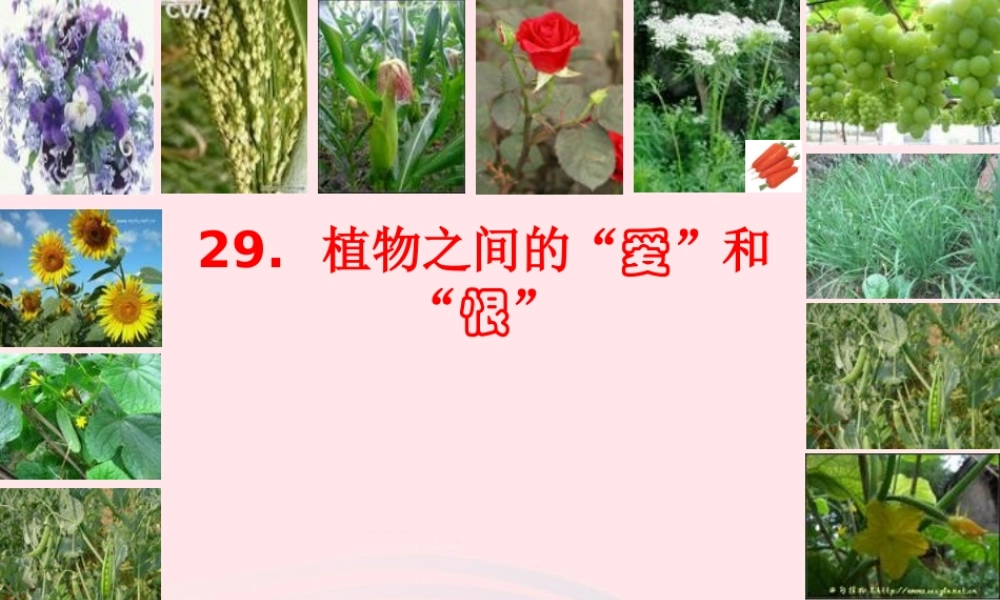 三年级语文下册 第29课《植物之间的爱和恨》课件 西师大版-西师大版小学三年级下册语文课件