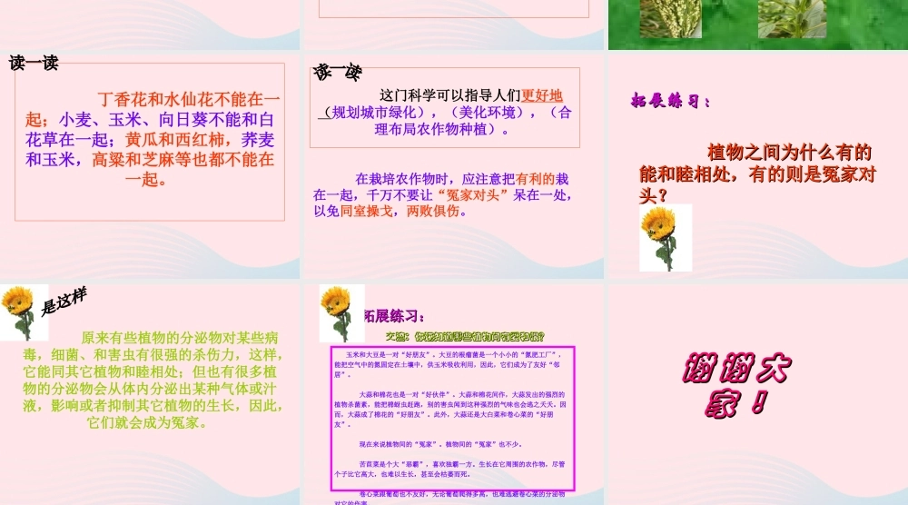 三年级语文下册 第29课《植物之间的爱和恨》课件 西师大版-西师大版小学三年级下册语文课件