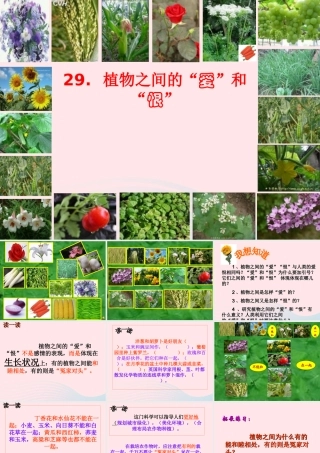 三年级语文下册 第29课《植物之间的爱和恨》课件 西师大版-西师大版小学三年级下册语文课件