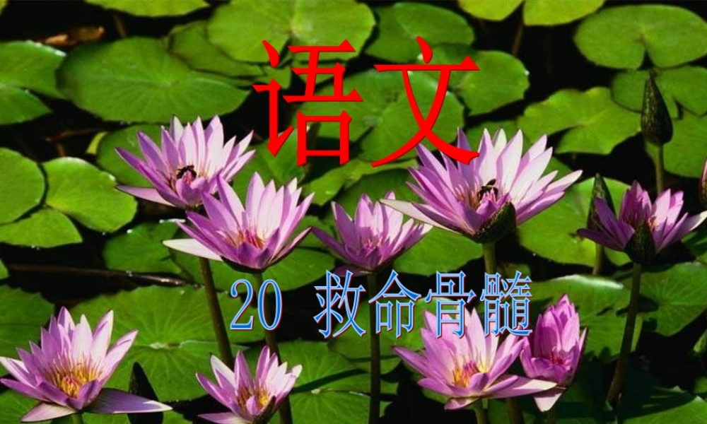 三年级语文下册 第5单元 20《救命骨髓》课件2 语文S版-语文S版小学三年级下册语文课件