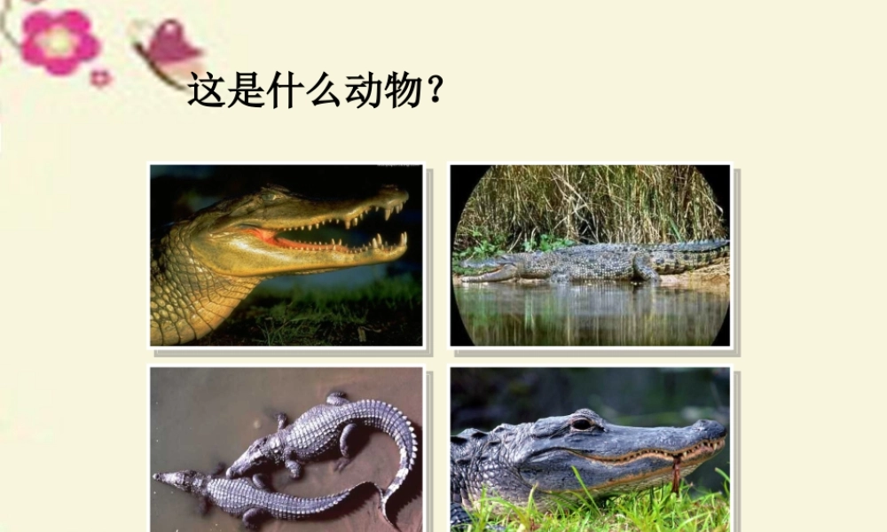 三年级语文下册 第5单元 22《鳄鱼的争斗》课件2 沪教版-沪教版小学三年级下册语文课件