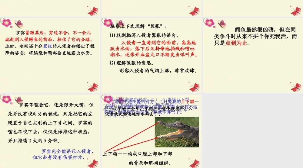 三年级语文下册 第5单元 22《鳄鱼的争斗》课件5 沪教版-沪教版小学三年级下册语文课件