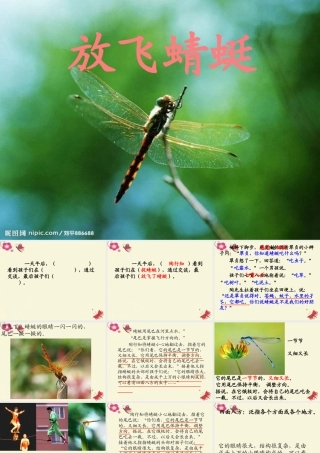 三年级语文下册 第6单元 21《放飞蜻蜓》课件5 语文S版-语文S版小学三年级下册语文课件