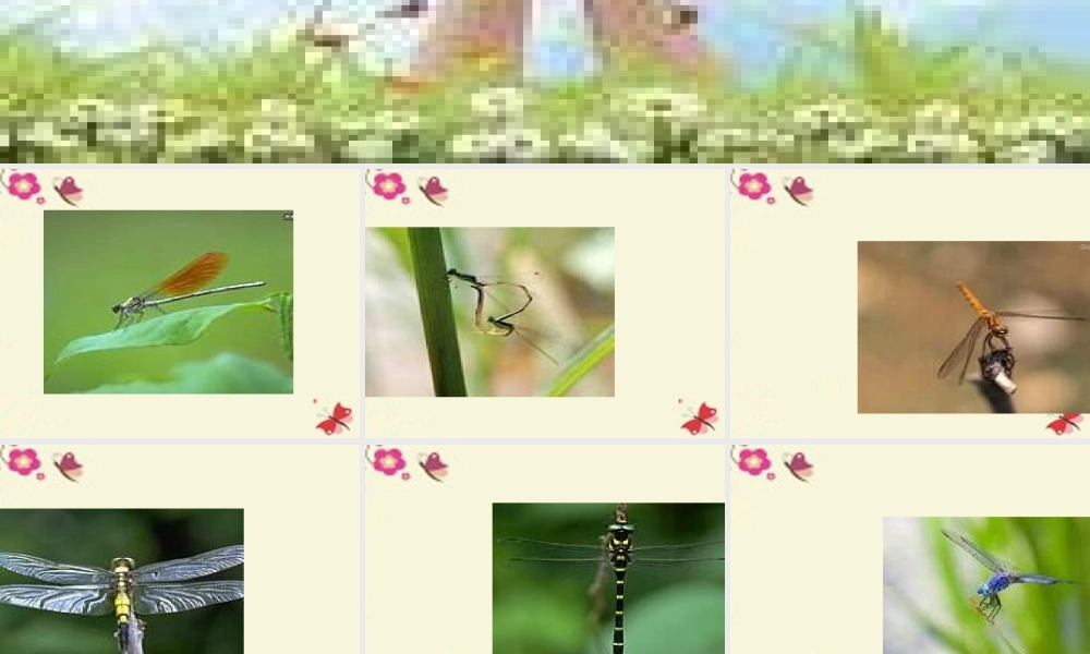 三年级语文下册 第6单元 21《放飞蜻蜓》课件7 语文S版-语文S版小学三年级下册语文课件