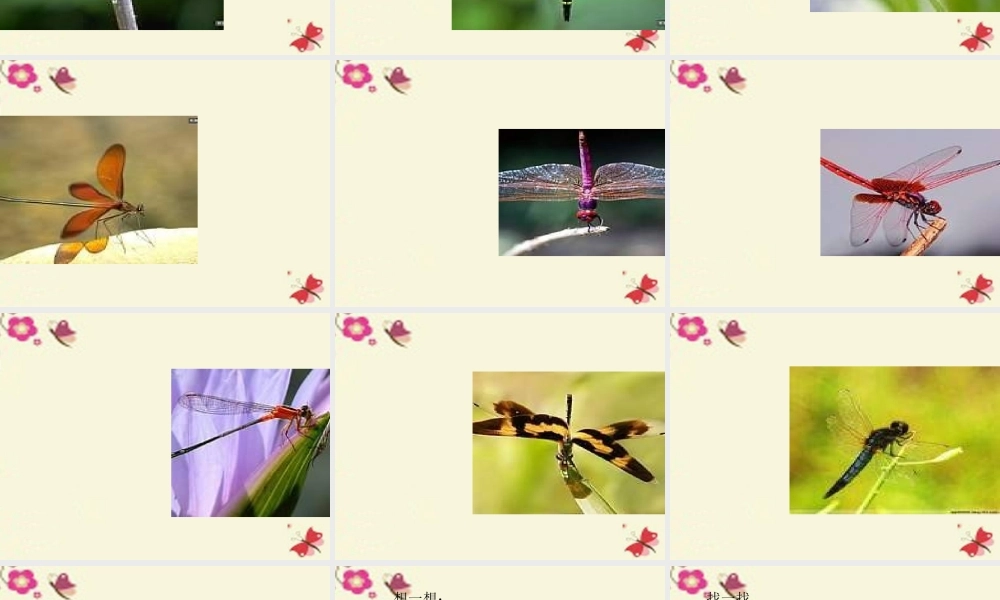 三年级语文下册 第6单元 21《放飞蜻蜓》课件7 语文S版-语文S版小学三年级下册语文课件