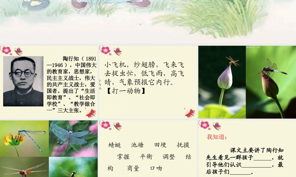 三年级语文下册 第6单元 21《放飞蜻蜓》课件8 语文S版-语文S版小学三年级下册语文课件