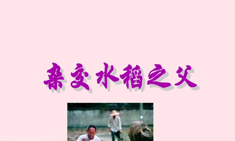 三年级语文下册 第35课《杂交水稻之父》课件 西师大版-西师大版小学三年级下册语文课件