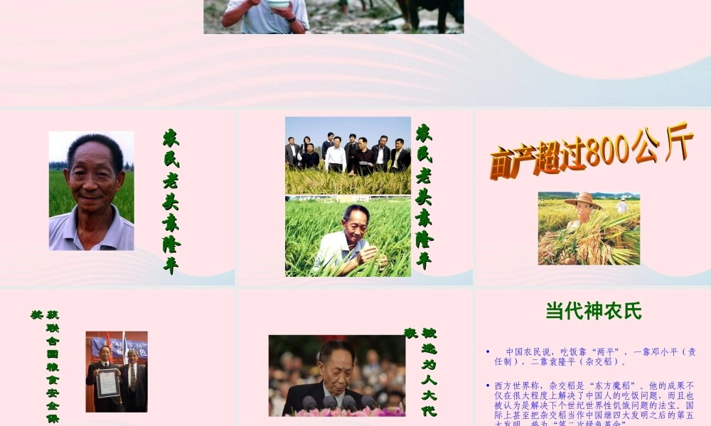 三年级语文下册 第35课《杂交水稻之父》课件 西师大版-西师大版小学三年级下册语文课件