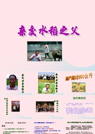 三年级语文下册 第35课《杂交水稻之父》课件 西师大版-西师大版小学三年级下册语文课件