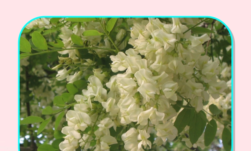 三年级语文下册 第七单元 21槐乡五月课件1 苏教版-苏教版小学三年级下册语文课件