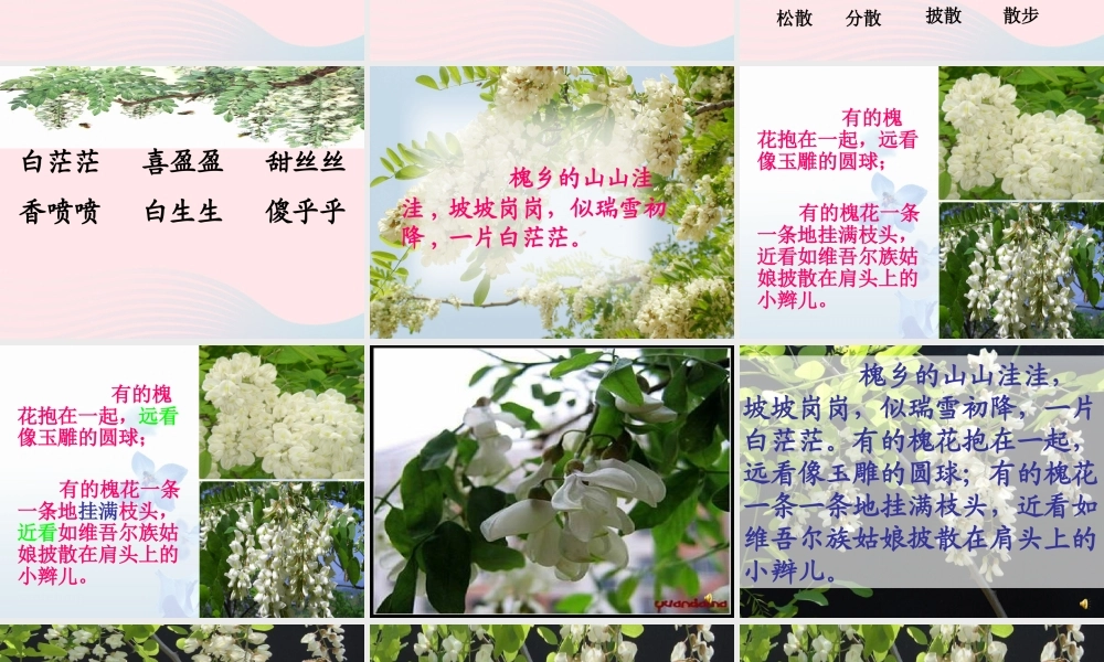 三年级语文下册 第七单元 21槐乡五月课件2 苏教版-苏教版小学三年级下册语文课件