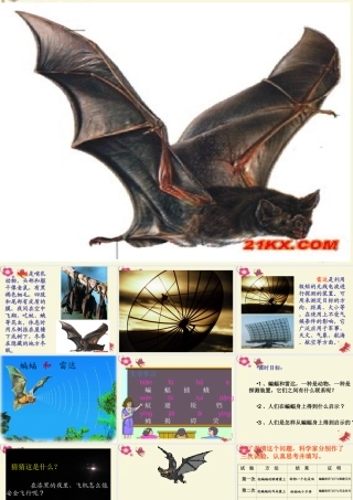 三年级语文下册 第6单元 26《蝙蝠和雷达》课件1 沪教版-沪教版小学三年级下册语文课件