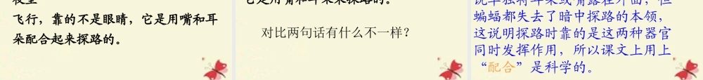 三年级语文下册 第6单元 26《蝙蝠和雷达》课件2 沪教版-沪教版小学三年级下册语文课件