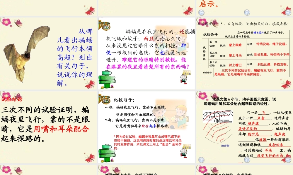 三年级语文下册 第6单元 26《蝙蝠和雷达》课件3 沪教版-沪教版小学三年级下册语文课件