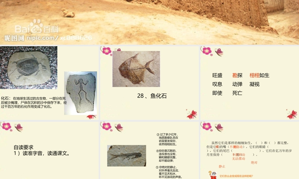 三年级语文下册 第6单元 28《鱼化石》课件2 沪教版-沪教版小学三年级下册语文课件