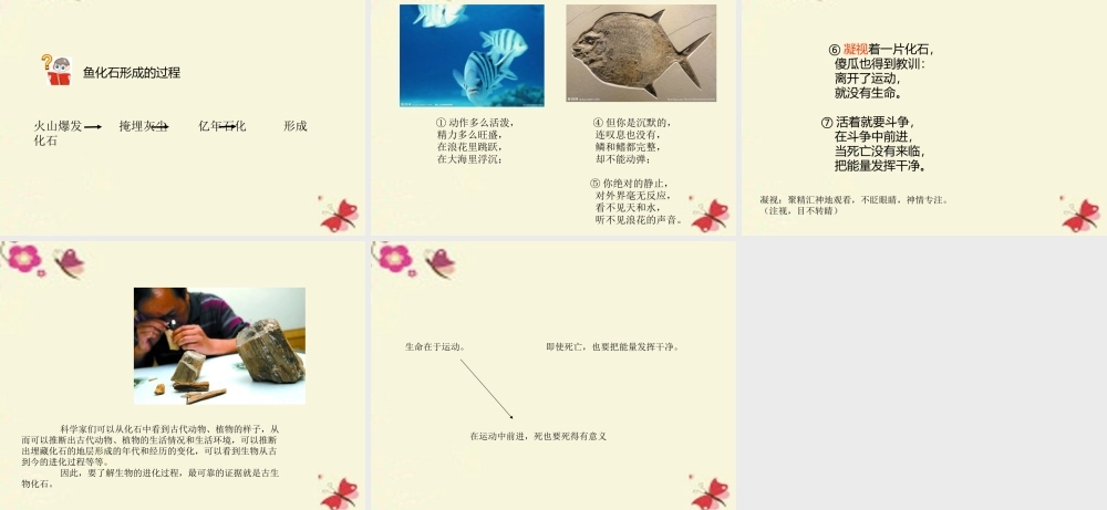 三年级语文下册 第6单元 28《鱼化石》课件2 沪教版-沪教版小学三年级下册语文课件