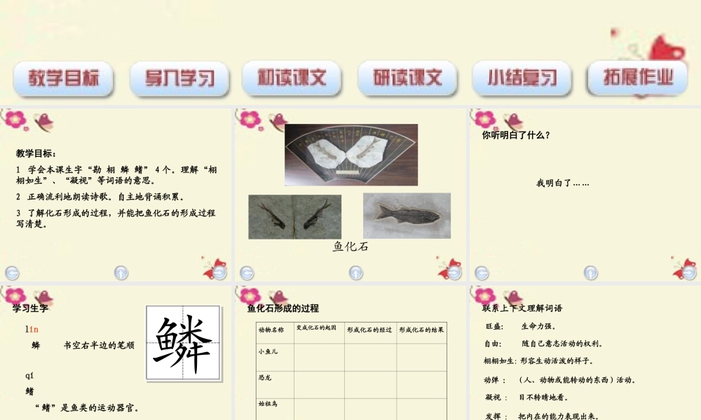 三年级语文下册 第6单元 28《鱼化石》课件4 沪教版-沪教版小学三年级下册语文课件