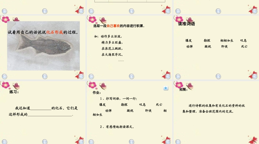 三年级语文下册 第6单元 28《鱼化石》课件4 沪教版-沪教版小学三年级下册语文课件